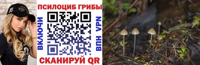 Купить закладки Кимры Псилоцибиновые грибы Psilocybe